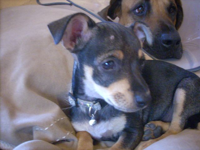 Ylvie + Buster  auf Hundebett.jpg