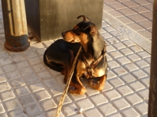 Chico_12_dicke Lippe kl.jpg