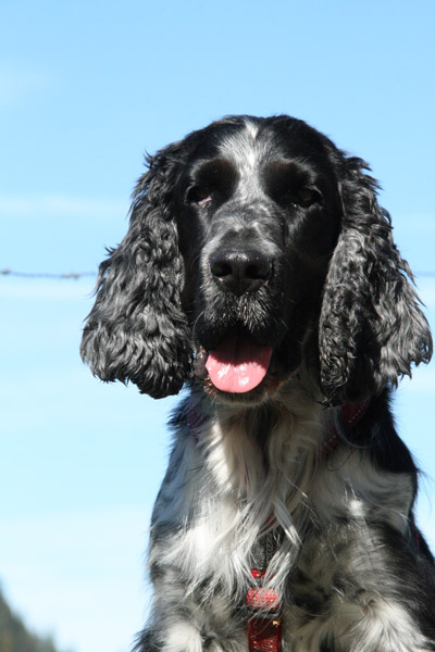 Archie_Portrait.jpg