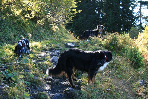 Hunde_Wanderweg.jpg