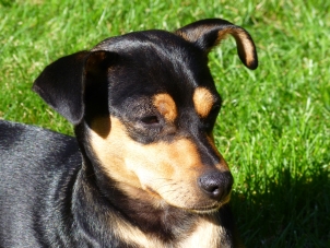 Chico_Portrait_kl.jpg