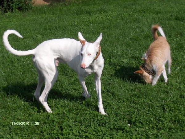 5186005_Mars_Denia_Dogs_Auslauf_Sept._600x450.jpg