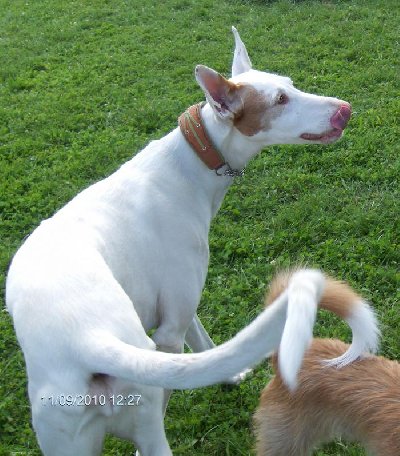 5186869_Mars_Denia_Dogs_Auslauf_Ulm_Sept._400x456.jpg