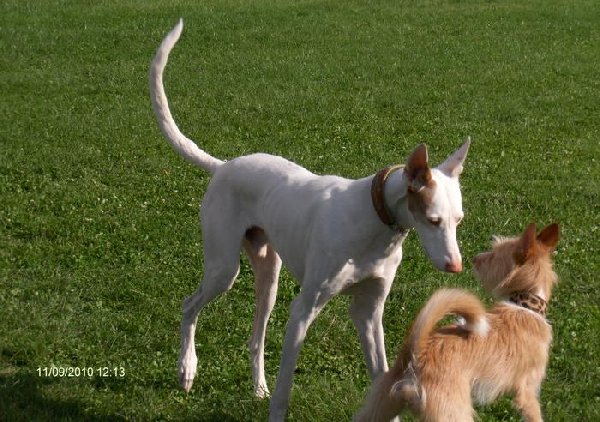 5186022_Mars_Denia_Dogs_Auslauf_Sept._600x422.jpg
