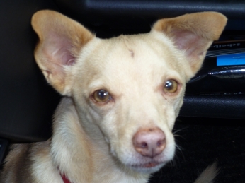Rufo_6+kl.jpg