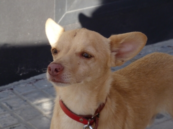 Rufo_3+kl.jpg