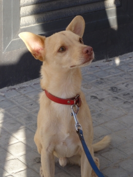 Rufo_5+kl.jpg