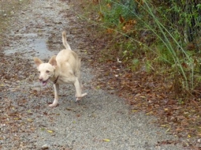 Rufo_10+kl_400_299.jpg
