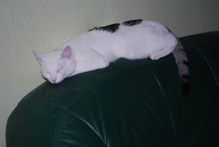 DSC_0594.jpg