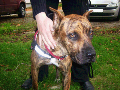 Pancho pic2.gif