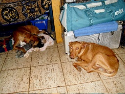 Jimmy & Greta 11.jpg