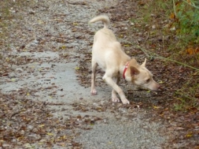 Rufo_12+kl_400_299.jpg