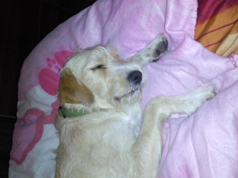 Flocke im Bett2.jpg