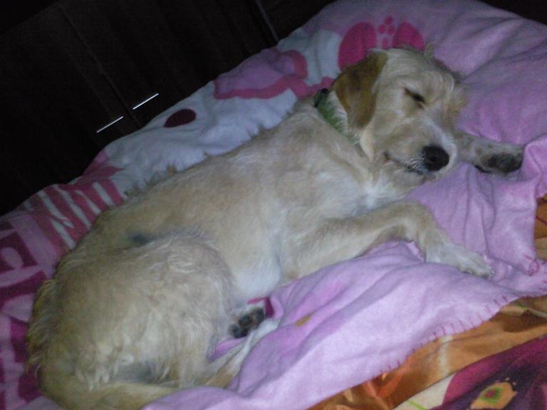 Flocke im Bett1.jpg