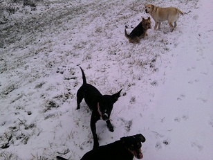 Minna im Schnee1.jpg