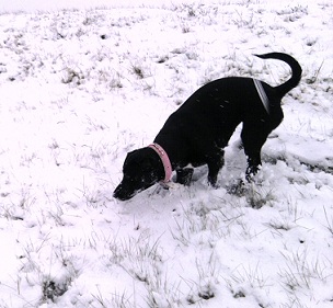 Minna im Schnee2.jpg
