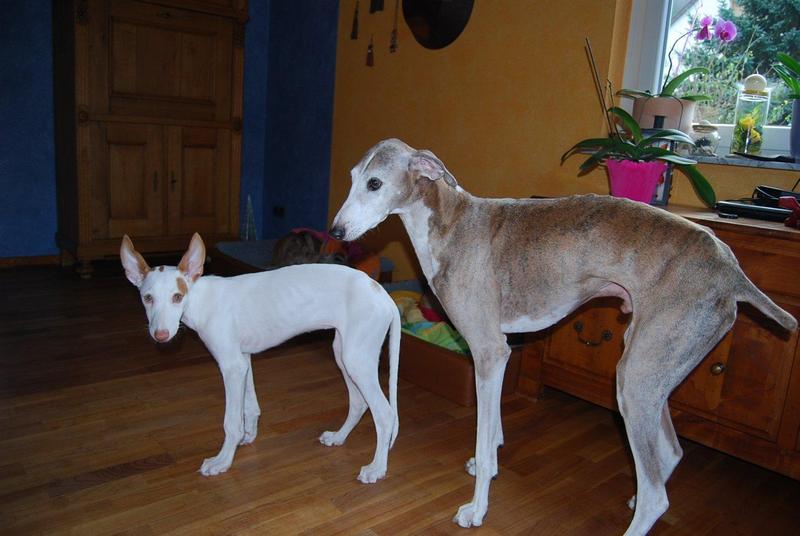 Innoko Dez4 4.jpg