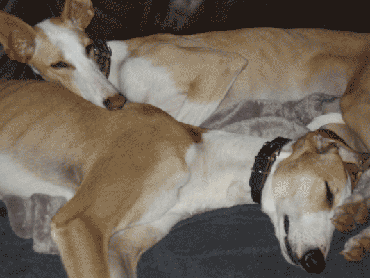 smilla-u.-lenny.gif