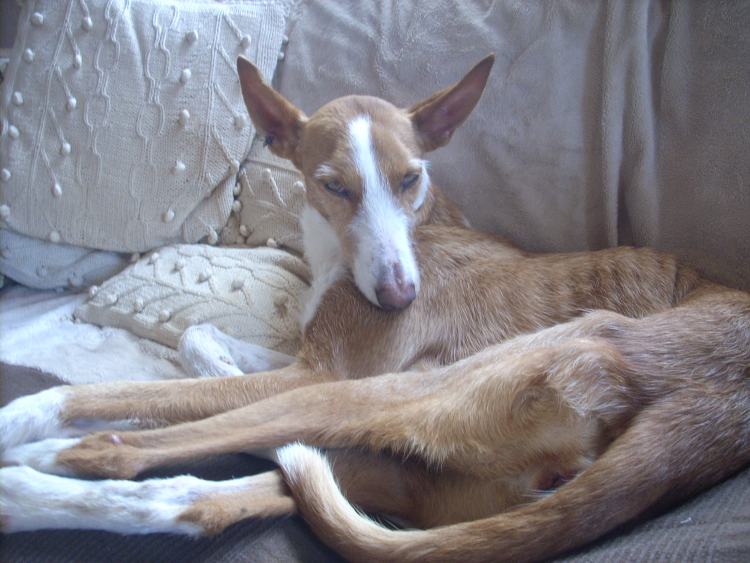 Gitana auf dem Sofa I.jpg