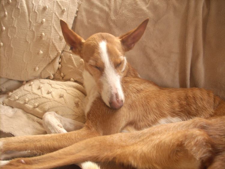 Gitana auf dem Sofa II.jpg