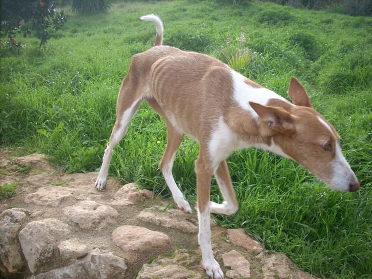 Gitana auf der Lauer auf der Mauer.jpg
