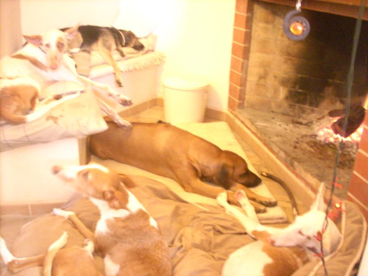 7 Hunde vorm Kamin.jpg