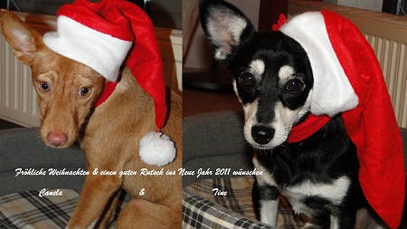 Weihnachtshunde2010.jpg