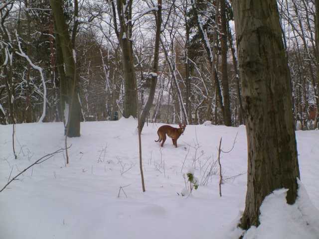 K640_Reh im Wald.JPG
