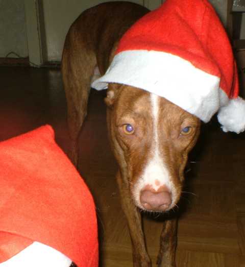 K640_Dante- Weihnachten.JPG