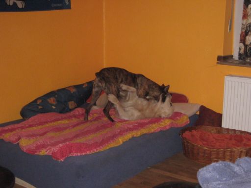 Raufen im Hundezimmer1.jpg