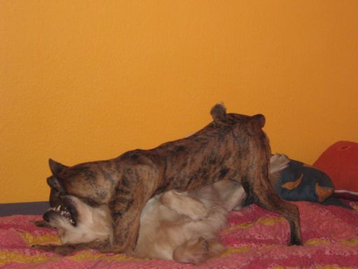 Raufen im Hundezimmer2.jpg