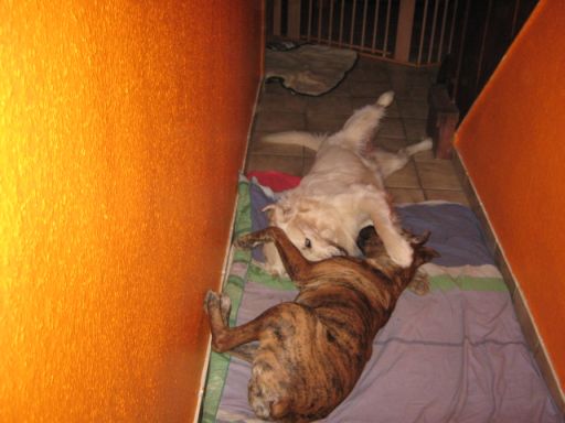 Raufen im Flur mit Cleo.jpg