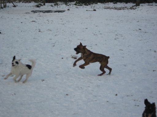 Ball abjagen im Schnee mit Henry.jpg