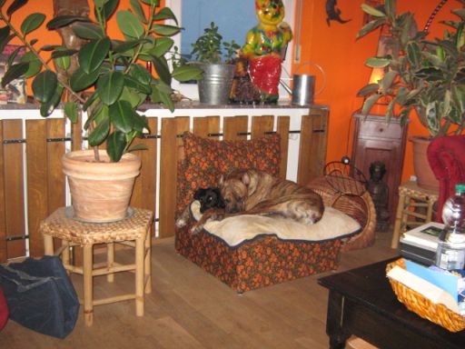 Bruno in Paradise.jpg