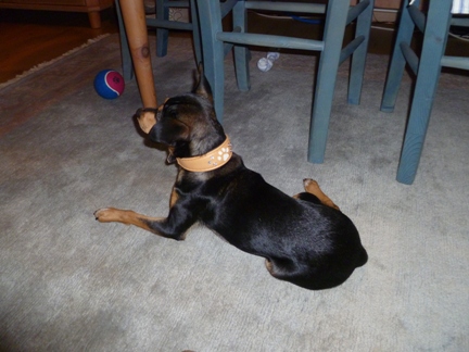 Chico neues Halsband kl 358.JPG