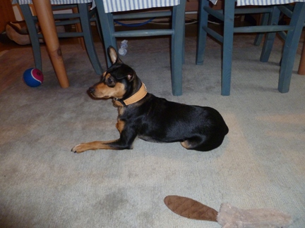 Chico neues Halsband kl 357.JPG
