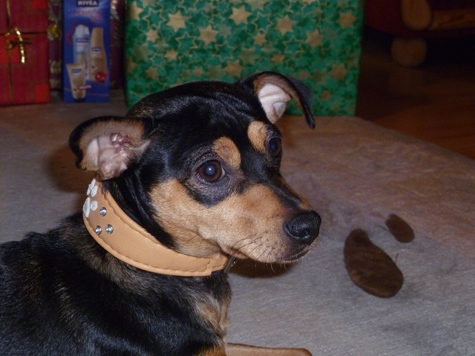 Chico neues Halsband kl 363.JPG