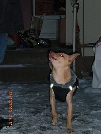 rufo neu2.jpg