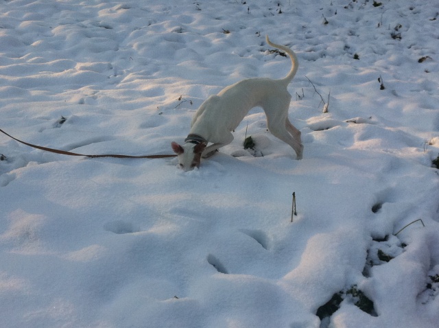 Schnee_1.jpg