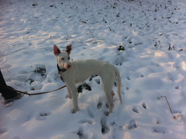 Schnee2.jpg