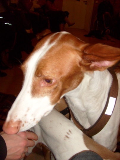 Ramses 2.jpg
