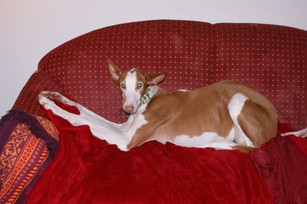 januar 2011 026 [640x480].JPG