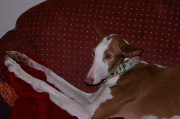 januar 2011 030 [640x480].JPG