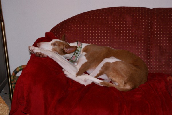 januar 2011 034 [640x480].JPG