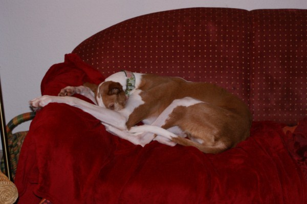 januar 2011 035 [640x480].JPG