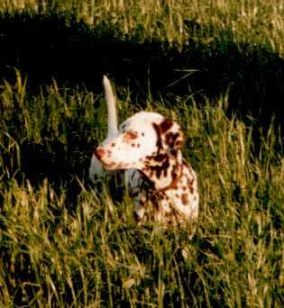 gras.jpg