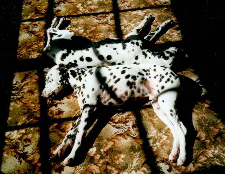 Schatten1.jpg