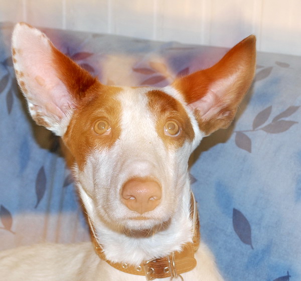 Augen.jpg