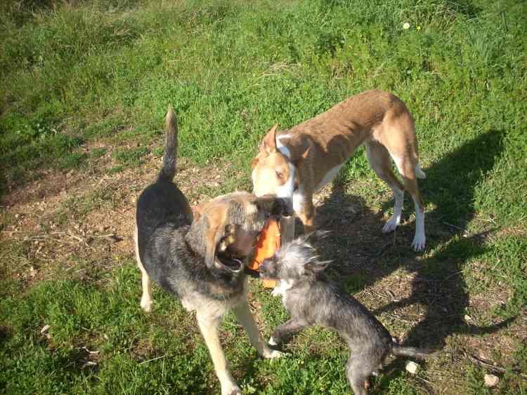 Gitana im Spiel mit Nela und Smilla.jpg