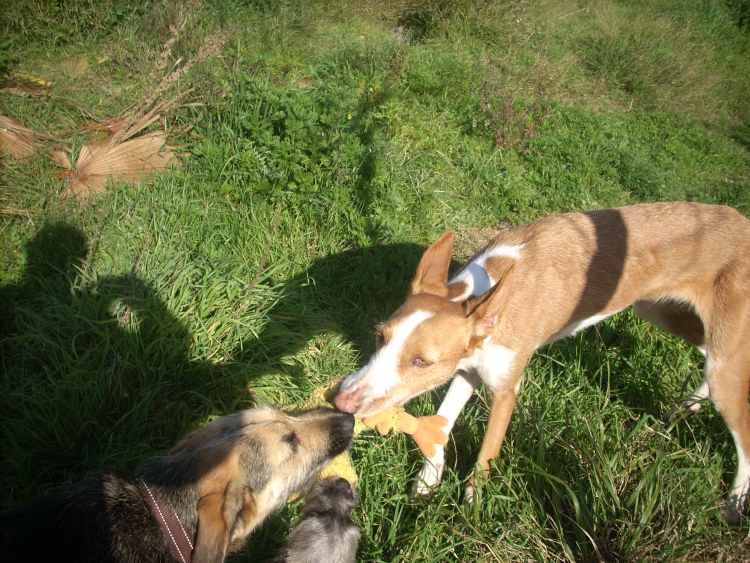 Gitana im Spiel mit Nela und Smilla II.jpg